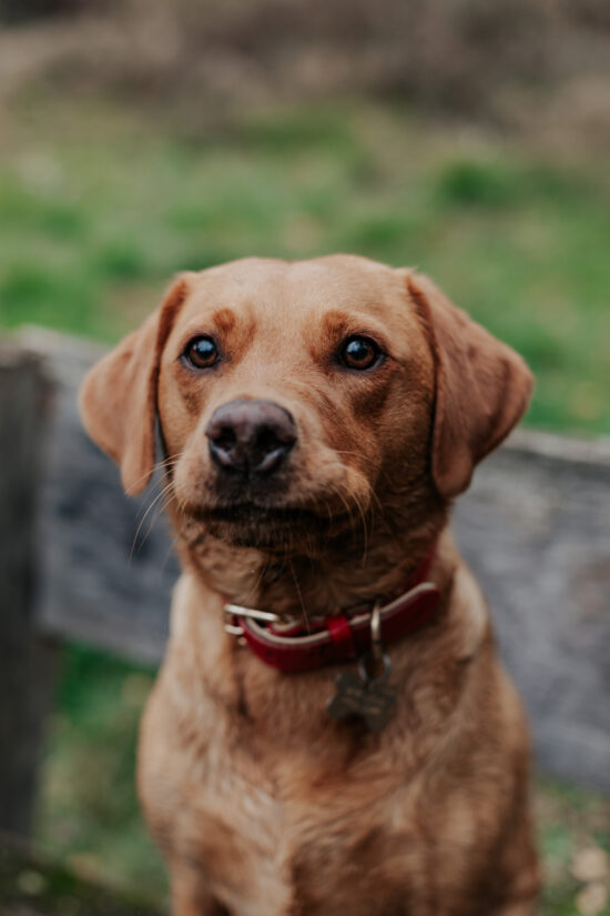 A close up portrait of a dog during her owners' engagement shoot