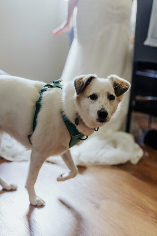 Lumi the dog watching the bride getting dressed during bridal prep