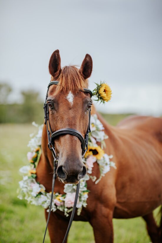 A portrait of a horse with a floral garland around it's neck at it's owners' wedding