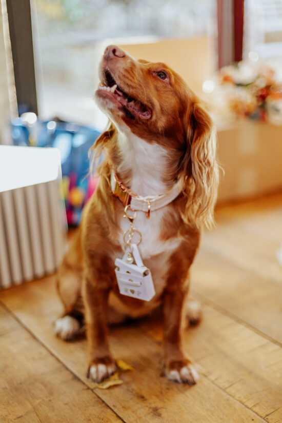 Cosmo the dog wearing her bridal collar and ring bearer box before being the ring bearer during the ceremony